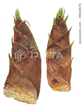 Phyllostachys heterocycla Moso bamboo（Takenoko） 49829676