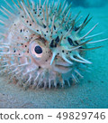 豪豬魚 49829746