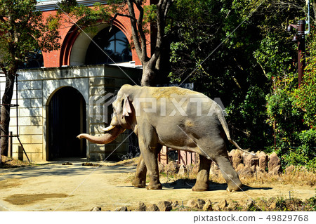 Yokohama Zourosia zoo Indian elephant Yokohama Zourosia zoo Indian elephant 49829768