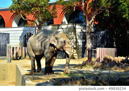 Yokohama Zourosia zoo Indian elephant Yokohama Zourosia zoo Indian elephant 49830234