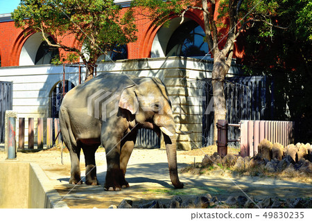 橫濱Zourosia動物園印度象 49830235