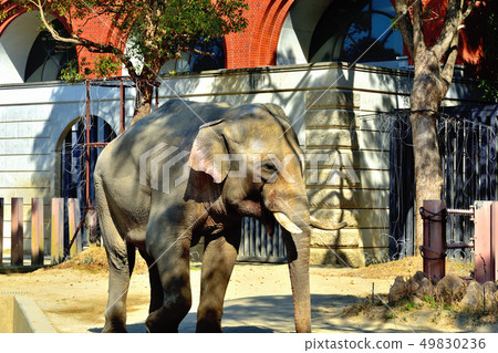 Yokohama Zourosia zoo Indian elephant Yokohama Zourosia zoo Indian elephant 49830236
