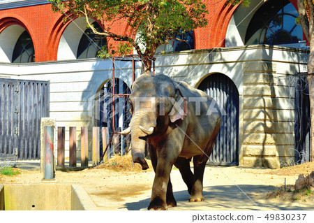Yokohama Zourosia zoo Indian elephant Yokohama Zourosia zoo Indian elephant 49830237