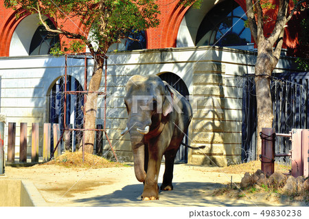 Yokohama Zourosia zoo Indian elephant Yokohama Zourosia zoo Indian elephant 49830238