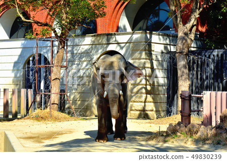 橫濱Zourosia動物園印度象 橫濱Zourosia動物園印度象 49830239
