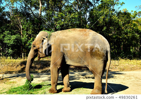 Yokohama Zourosia zoo Indian elephant Yokohama Zourosia zoo Indian elephant 49830261