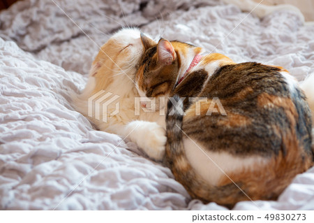 Two cats sleep in bed