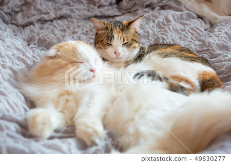 Two cats sleep in bed