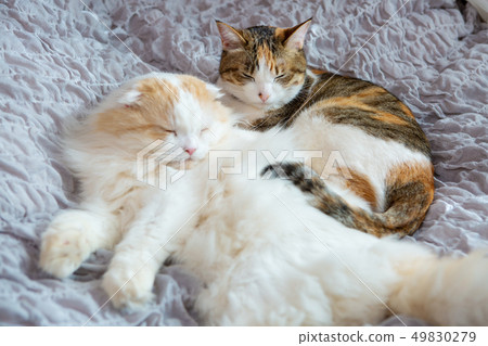 Two cats sleep in bed