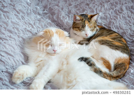 Two cats sleep in bed