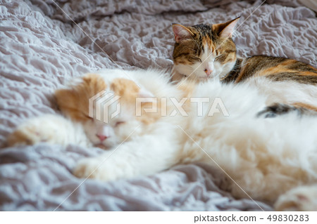 Two cats sleep in bed