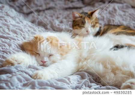 Two cats sleep in bed