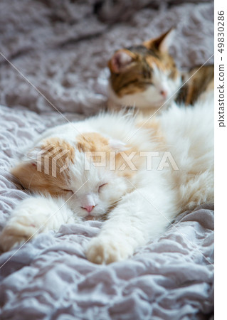 Two cats sleep in bed