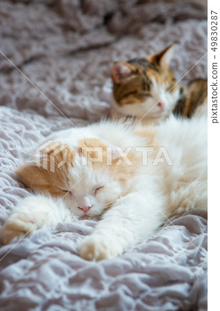 Two cats sleep in bed