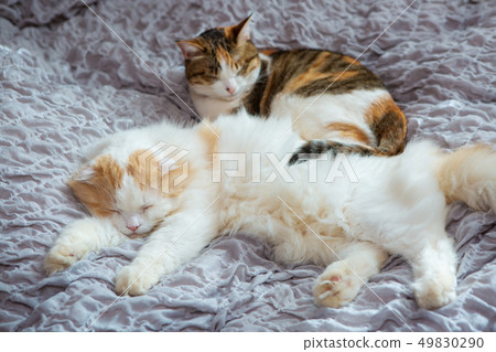 Two cats sleep in bed