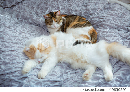 Two cats sleep in bed