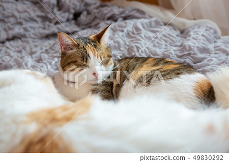 Two cats sleep in bed