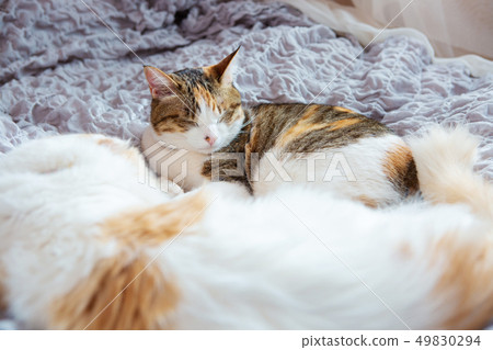 Two cats sleep in bed