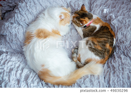 Two cats sleep in bed