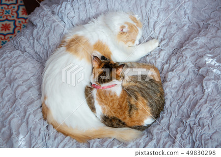 Two cats sleep in bed