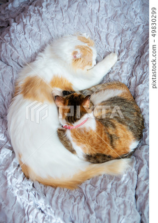 Two cats sleep in bed