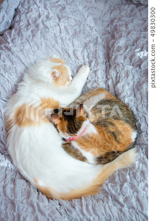 Two cats sleep in bed