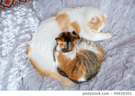 Two cats sleep in bed