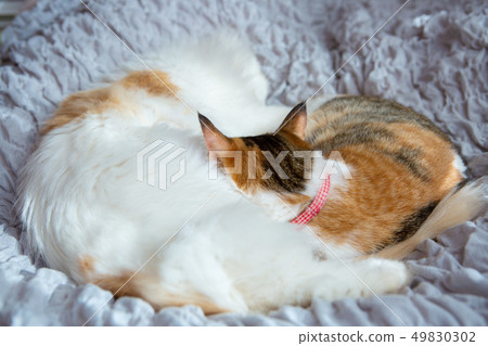 Two cats sleep in bed