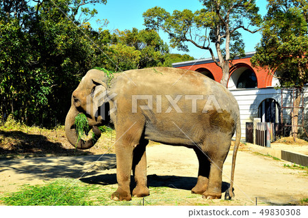Yokohama Zourosia zoo Indian elephant 49830308