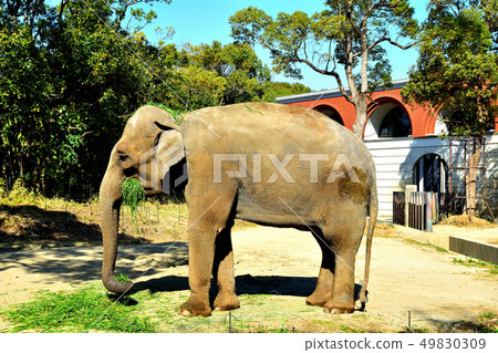 Yokohama Zourosia zoo Indian elephant 49830309