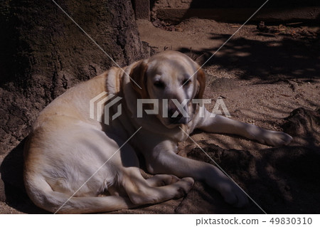 Labrador retriever 49830310