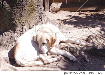 Labrador retriever 49830322