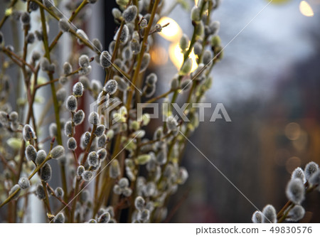 Willow branches on a blurred background. Spring 49830576