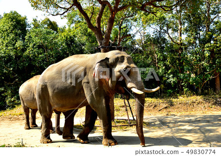 Yokohama Zourosia zoo Indian elephant 49830774