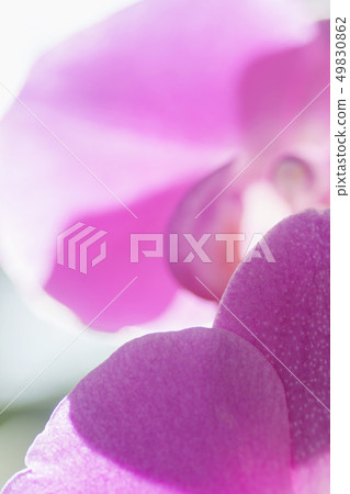 pink Phalaenopsis Orchid flower in winter or spring day tropical garden isolated on white background pink Phalaenopsis Orchid flower in winter or spring day tropical garden isolated on white background 49830862