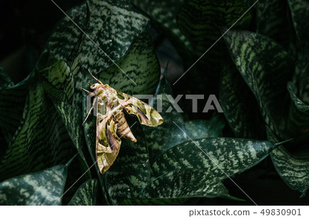 Oleander hawk-moth - Army green moth on snake 49830901