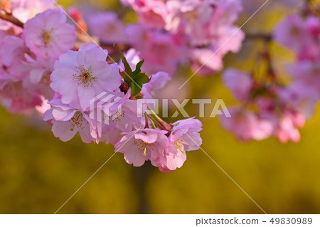 Beautiful nature scene with blooming tree and sun. 49830989