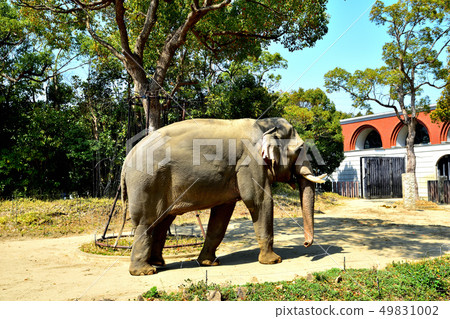 橫濱Zourosia動物園印度象 49831002