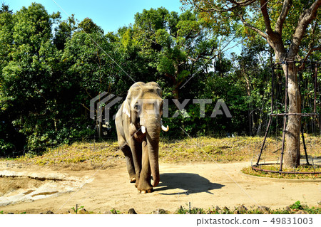 Yokohama Zourosia zoo Indian elephant 49831003