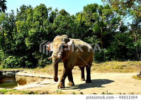橫濱Zourosia動物園印度象 49831004