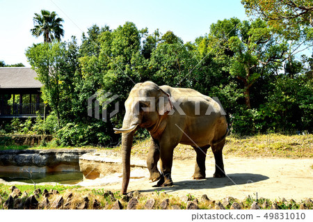 Yokohama Zourosia zoo Indian elephant 49831010