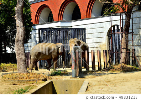 橫濱Zourosia動物園印度象 49831215