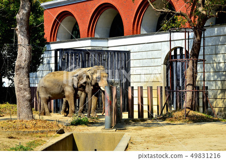 橫濱Zourosia動物園印度象 49831216