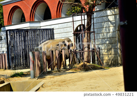 橫濱Zourosia動物園印度象 橫濱Zourosia動物園印度象 49831221