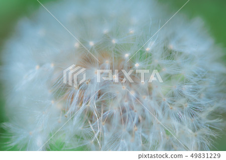 蒲公英的絨毛 49831229