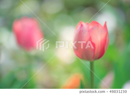 兩個鬱金香 49831230