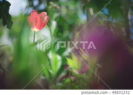 Spring garden with tulips 49831232