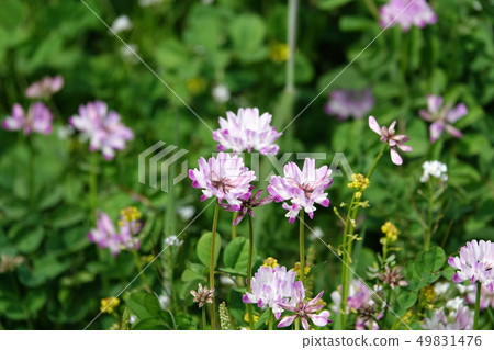 Spring (Renge) Spring (Renge) 49831476