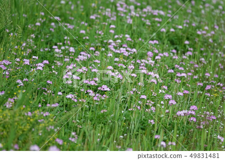 Spring (Renge) Spring (Renge) 49831481