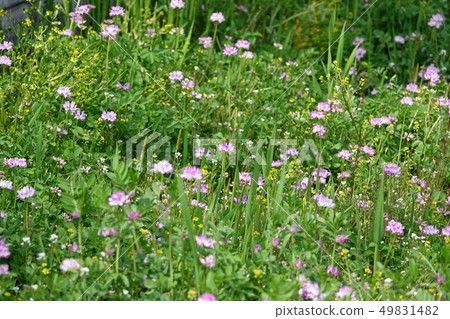 Spring (Renge) Spring (Renge) 49831482